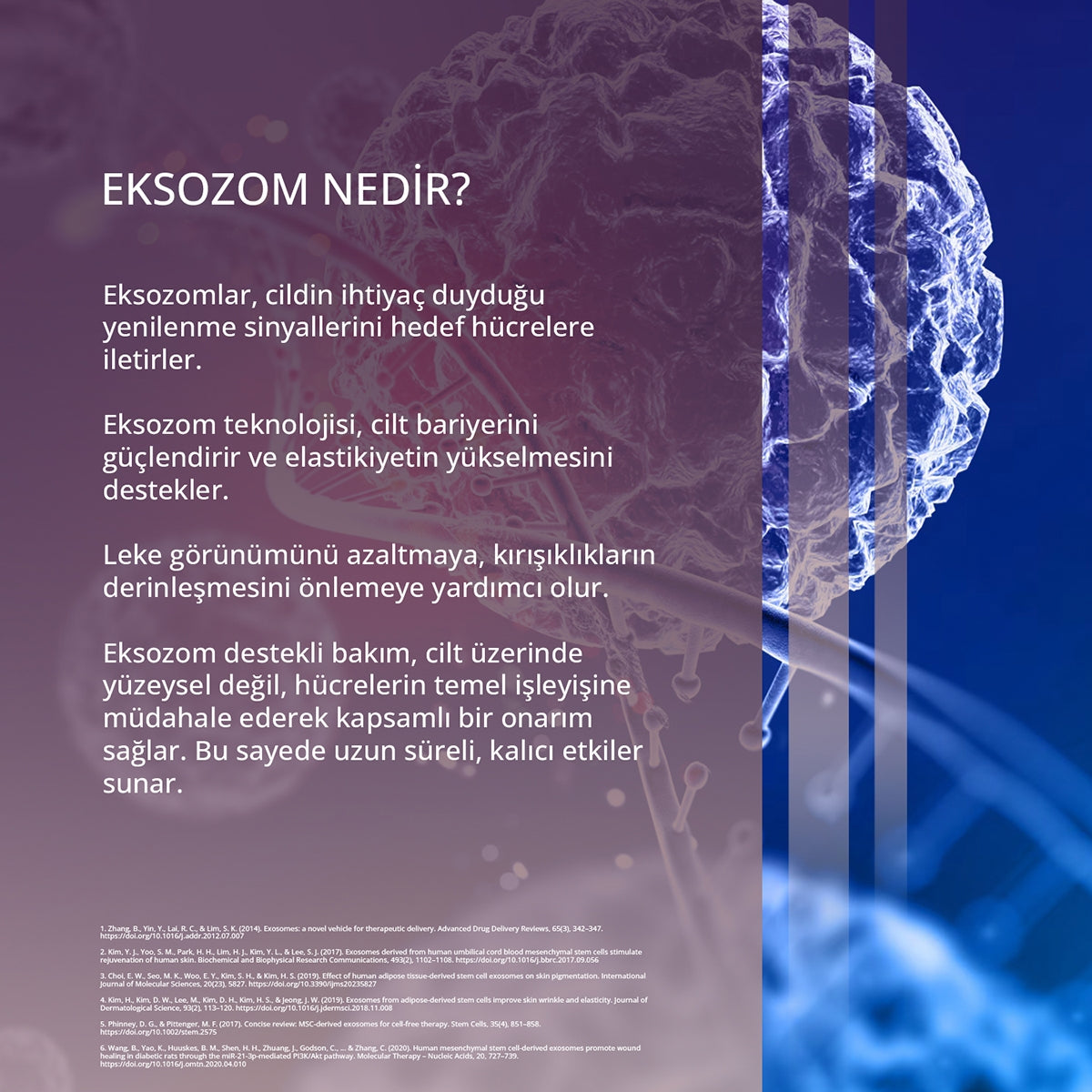 StemAge Sıkılaştırıcı Boyun ve Dekolte Eksozom Kremi 50 ml